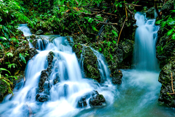 Obraz premium River water flows in the middle of the forest