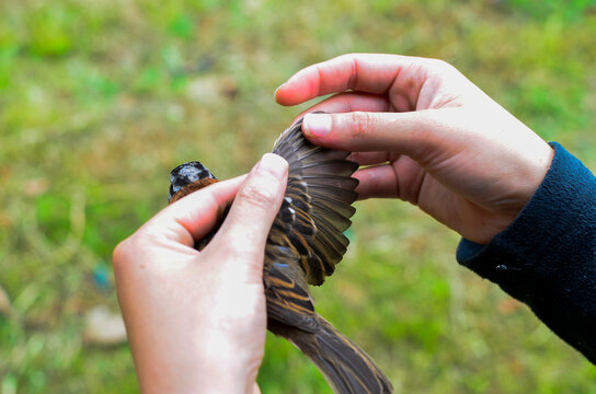 Bird Capture, Science, Jardin, Antioquia, Colombia, South America