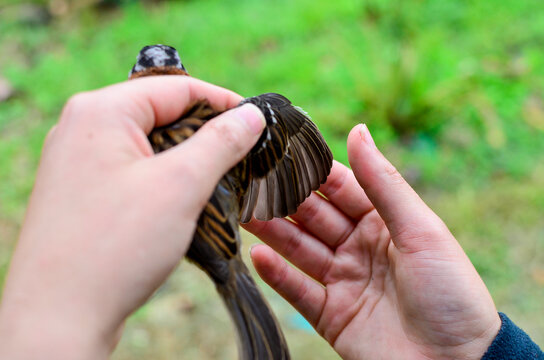 Bird Capture, Science, Jardin, Antioquia, Colombia, South America