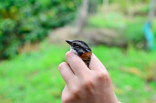 Bird Capture, Science, Jardin, Antioquia, Colombia, South America