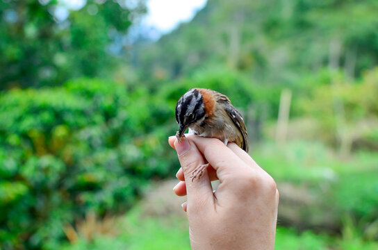 Bird Capture, Science, Jardin, Antioquia, Colombia, South America