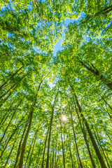 Green forest. Tree with green Leaves and sun light.	