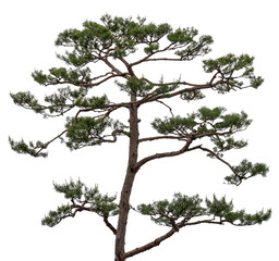 합성 소재용 소나무 png파일