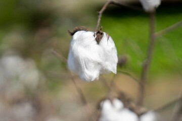 가을에 피어 겨울을 넘긴 순천낙안민속마을 텃밭의 목화 꽃(솜털)