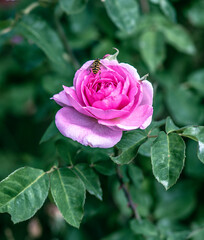 Pink Rose With A Bee