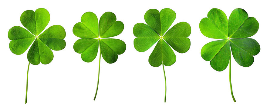 set of green clover leaf isolated on white background