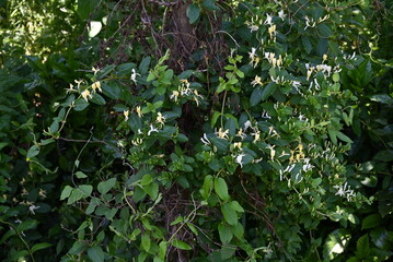 Japanese honeysuckle flowers. Caprifoliaceae evergreen vine.White flowers bloom in early summer and...
