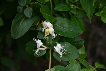 Japanese honeysuckle flowers. Caprifoliaceae evergreen vine.White flowers bloom in early summer and...