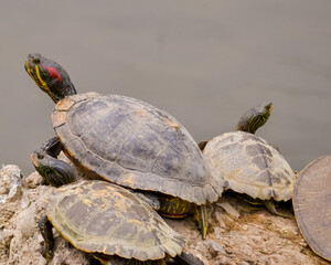Turtles