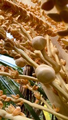 Close-up of a Vibrant Yellow Coconut Spadix or Coconut Inflorescence