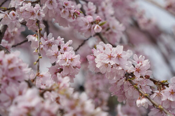 満開の枝垂れ桜の輝き
