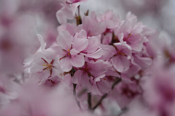 越の彼岸桜の彩り