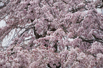 春風に揺れるしだれ桜