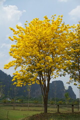 Obraz premium A tree with yellow leaves is in a field