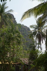 Obraz premium A lush green jungle with palm trees and a house in the background