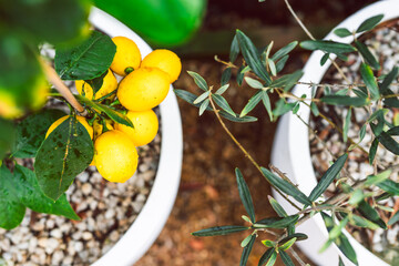 lemon and olive trees in white pots outdoor, beautiful backyard, mediterranean look