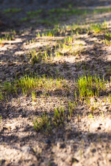 greeen grass seedling starting to germinate in future lawn area, close-up shot at shallow depth of field