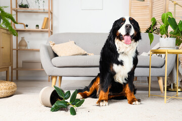 Naughty Bernese mountain dog with overturned flowerpot on carpet at home