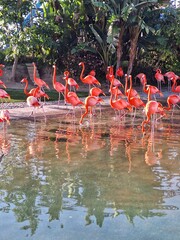 Obraz premium Flamingos