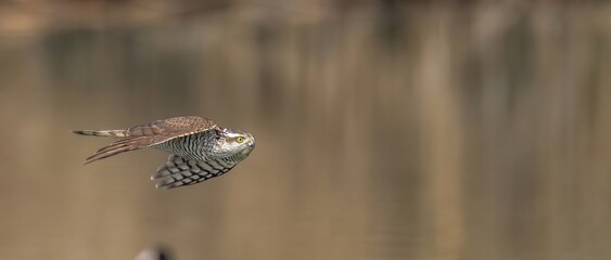 水面スレスレを悠然と飛ぶオオタカ若鳥