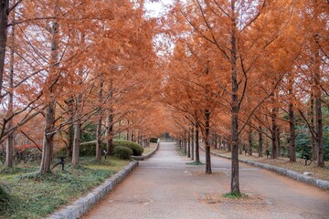 静寂に包まれたメタセコイア並木の黄葉情景
