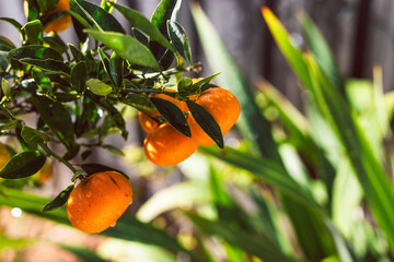 mandarin orange tree in white pot outdoor, beautiful backyard, mediterranean look