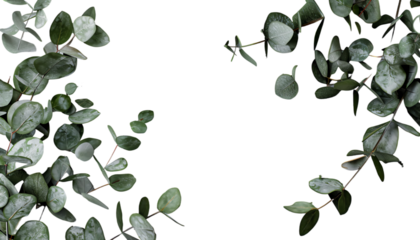 Branches with green eucalyptus leaves are arranged on the left and right sides of a transparent background, forming a frame.