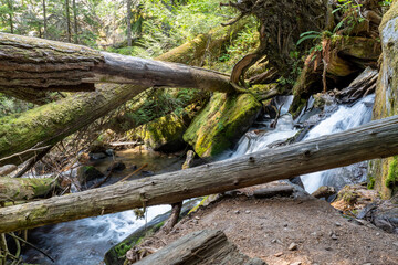 Stream going through the forest Chilliwack lake Park tree trunk