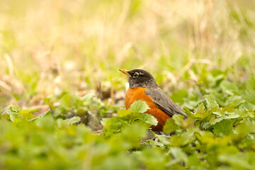 In the undergrowth, an American Robin (Turdus migratorius) basks in warm sunlight. Surrounded by leaves and forbs, the migratory early spring bird forages for worms and insects