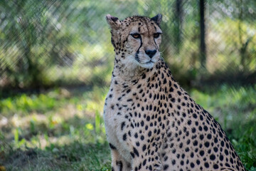 This captivating image captures the essence of a cheetah animal in captivity, gracefully lounging in its enclosure within the confines of a modern zoo.