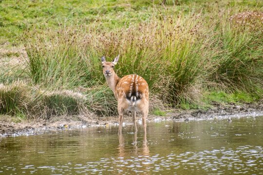 A beautiful deer stands at the edge of a serene pond, surrounded by lush greenery and tall grasses.