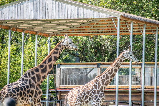 majestic giraffe stands tall amidst the vast expanse of grassland. With its long neck gracefully extended, the giraffe elegantly reaches for the tender leaves of an acacia tree.