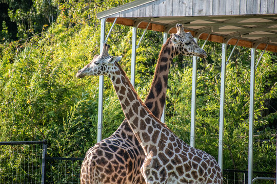 majestic giraffe stands tall amidst the vast expanse of grassland. With its long neck gracefully extended, the giraffe elegantly reaches for the tender leaves of an acacia tree.