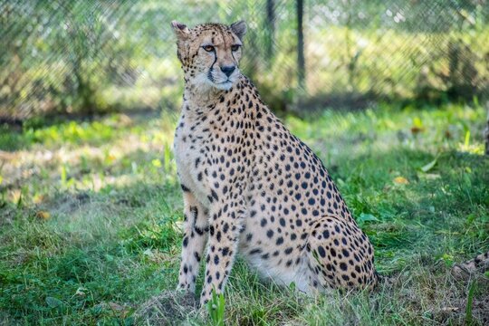 This captivating image captures the essence of a cheetah animal in captivity, gracefully lounging in its enclosure within the confines of a modern zoo.