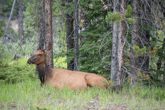 A majestic Rocky Mountain Elk is sitting gracefully in a vast, open field, exuding an air of tranquility and grandeur.