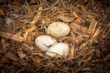 Amazing Discovery in the Woods. A hidden treasure, a bird nest tucked into a quiet dark part of the forest. Large white eggs protected by wood, bark, and pinecones. They are Canada Goose eggs
