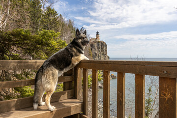 Beautiful German Shepard at the iconic Split Rock Lighthouse, Duluth Minnesota. Mixed breed canine with husky traits enjoys the warm sunshine over Lake Superior in the state park