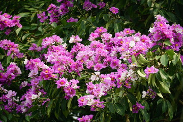 Close-up of purple Lagerstroemia speciosa flower blooming