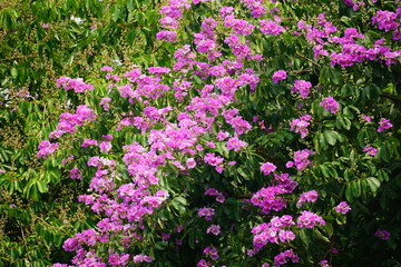 Close-up of purple Lagerstroemia speciosa flower blooming