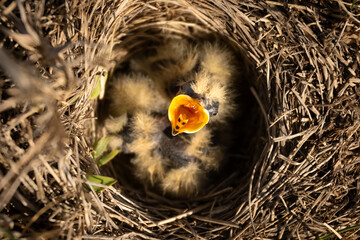 Feeding time, baby birds reach with open mouths upward to be feed by its parent. Natal care and...