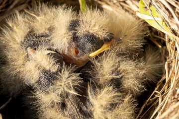 Newborn baby bird huddled together in a nest of grass. Horned Lark (Eremophila alpestris) offspring days after hatching from their eggs. Newly grown down feathers , born in early spring
