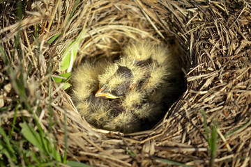 Baby birds in a nest of woven grass, experiencing their first moments of life. Horned Lark (Eremophila alpestris) newborns shortly after hatching. Life begins anew in spring