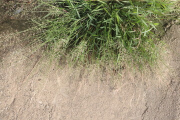 Eragrostis amabilis grass plant on field