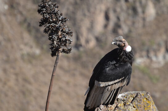Condor Andino parado de costado  sobre una roca al pie del ca&ntilde;on en la ciudad de Arequipa, Per&ugrave;