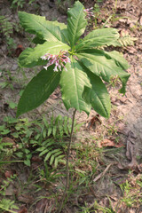 Indian snakeroot plant on jungle