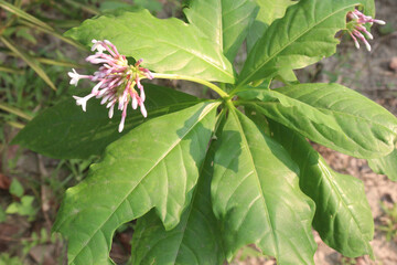 Indian snakeroot plant on jungle