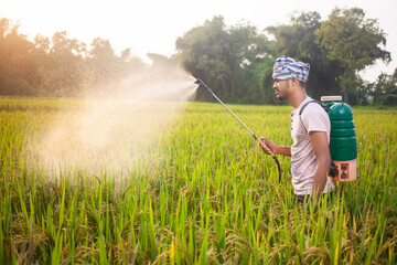 in the agricultural field a indian farmer applying insecticides on paddy crops