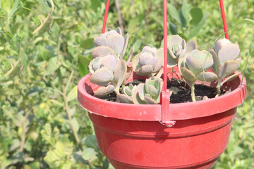 Kalanchoe fedtschenkoi plant on hanging pot