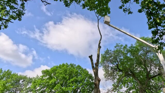 Crews working to cut down a tall tree. A worker is elevated in a bucket crane, using a saw to cut down a tree. Green leafy trees surround the scene. Cloudy Blue skies in the background of view.