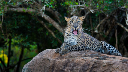 portrait of a leopard